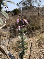 Syncolostemon incanus