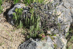 Cheilanthes multifida