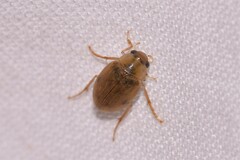 Berosus