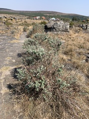 Syncolostemon incanus