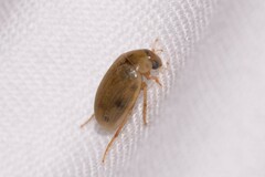 Berosus