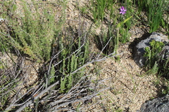 Cheilanthes multifida