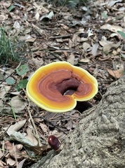 Ganoderma