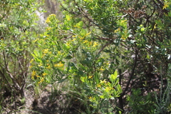 Osteospermum moniliferum