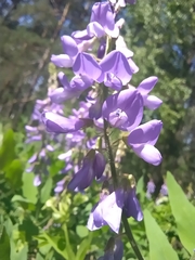 Galega orientalis