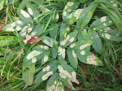 Phytomyza pubicornis