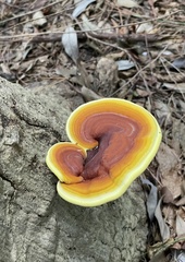 Ganoderma