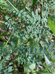Vicia sylvatica