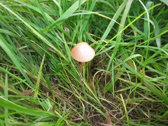 Parasola conopilea