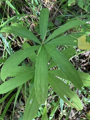 Lilium martagon pilosiusculum
