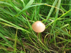 Parasola conopilea