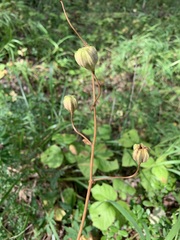 Lilium martagon pilosiusculum