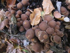 Psathyrella piluliformis