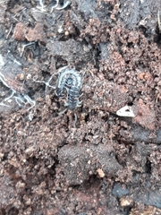 Cormocephalus esulcatus