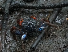 Parasesarma indiarum