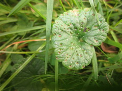 Puccinia glechomatis