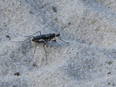 Cicindela abdominalis