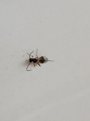 Hymenoptera