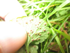Puccinia glechomatis
