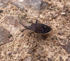 Poecilometis strigatus