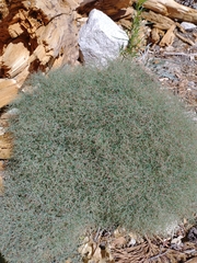 Eriogonum heermannii
