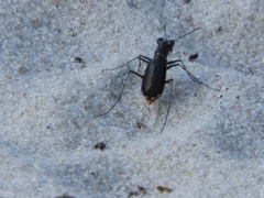 Cicindela abdominalis