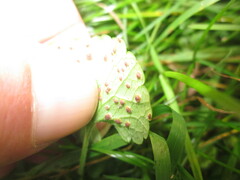 Puccinia glechomatis