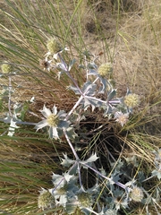 Eryngium maritimum