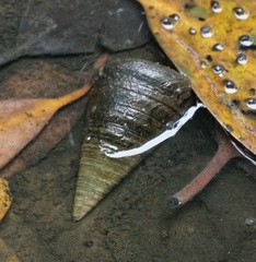 Telescopium telescopium