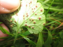 Puccinia glechomatis