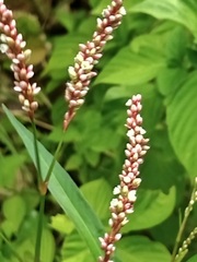 Persicaria decipiens