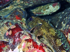 Bovichtus variegatus