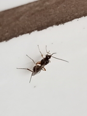 Hymenoptera