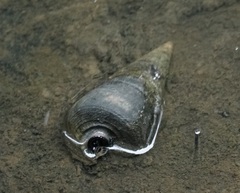 Telescopium telescopium