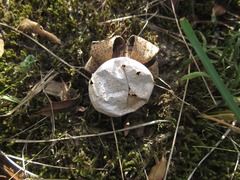 Myriostoma coliforme