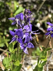 Veronica cusickii
