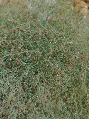 Eriogonum heermannii