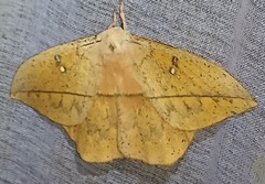 Lonomia electra