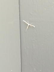 Gillmeria pallidactyla