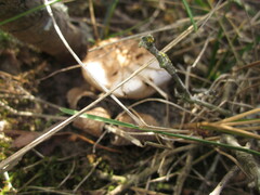 Myriostoma coliforme