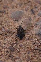 Poecilometis strigatus