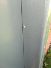 Gillmeria pallidactyla