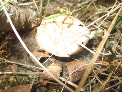 Myriostoma coliforme