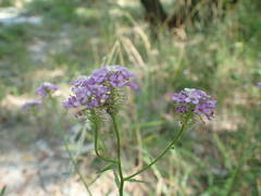 Iberis linifolia violletii