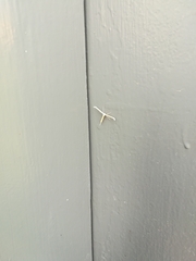 Gillmeria pallidactyla