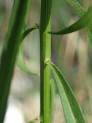 Iberis linifolia violletii