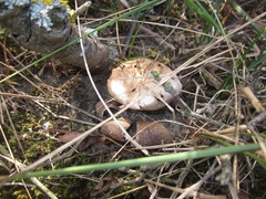 Myriostoma coliforme