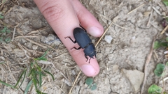 Dorcus parallelipipedus