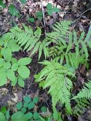Athyrium filix-femina