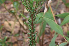 Comesperma ericinum